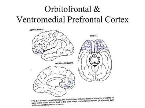 Ventromedial Prefrontal Cortex And Orbitofrontal Cortex