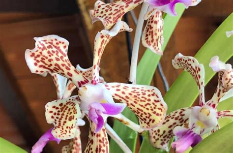 How To Grow Orchids Indoors