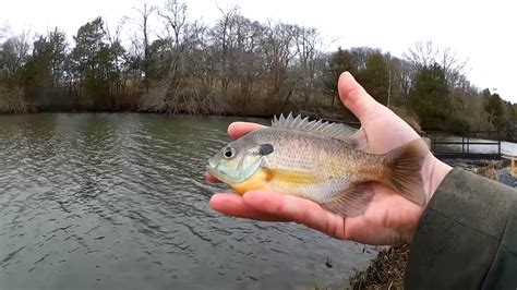 Catching Fish From The Bank In Winter Open Water Winter Fishing