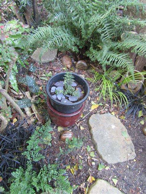 Athyrium Minimum My Garden Leonora Ellie Enking Flickr