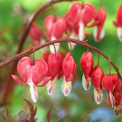 Dicentra Spectabilis Valentine Bleeding Heart