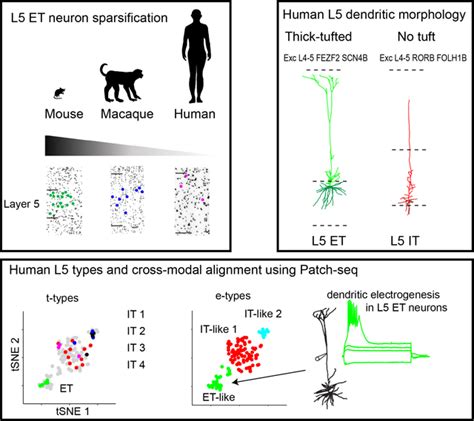 Signature Morpho Electric Transcriptomic And Dendritic Properties Of