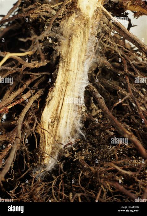 Root Rot Phytophthora Cinnamoni On The Root Of A Dead Cupressus Sp