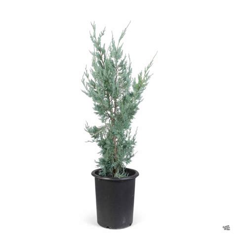 Juniper Wichita Blue — Green Acres Nursery And Supply