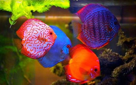 ciri  jenis ikan hias air tawar terindah  kuat hidup