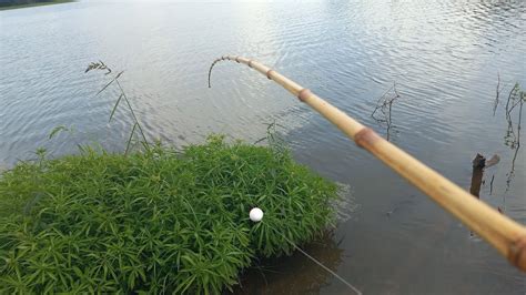 Usei tilapia de isca veja só o tamanho da gigante que peguei Pescaria