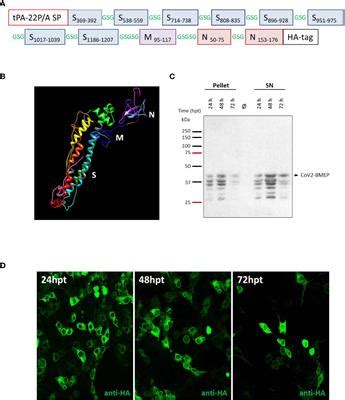 Frontiers Immunogenicity And Efficacy Of A Novel Multi Patch Sars Cov