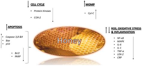 Molecules Free Full Text Phenolic Compounds In Honey And Their