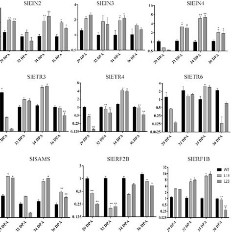 Expression Of Ethylene Perception Genes Ein Ethylene Signalling Download Scientific Diagram