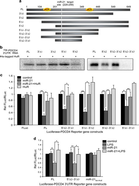 HuR Acts In Trans To Prevent MiR 21 Mediated Translation Repression Of