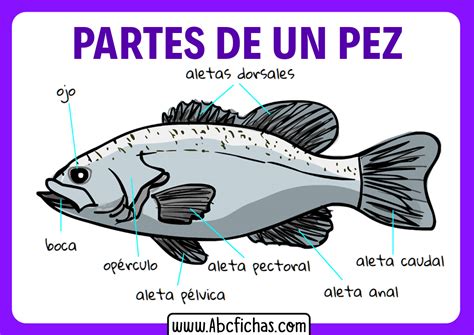 Dibujo De Las Partes De Un Pescado ABC Fichas