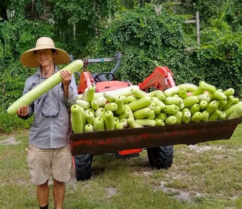 Bottle Gourd Edible? | The Survival Gardener