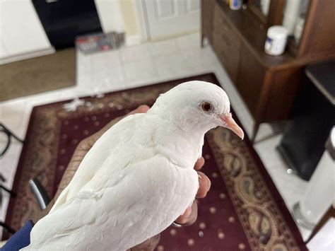 Beautiful Pinky White Ringneck Turtle Doves