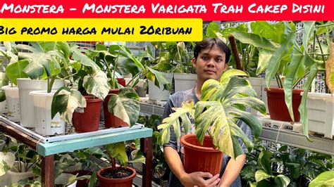 MONSTERA MONSTERA VARIGATA TRAH CAKEP MARBLE DISINI YouTube