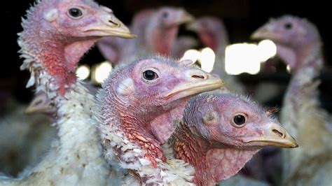 Near Record Number Of Us Chickens And Turkeys Are Dying From Avian Flu Fox News