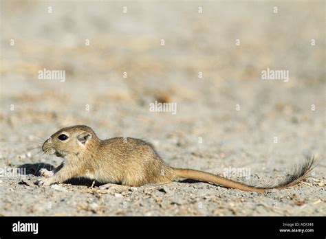 Indian gerbil hi-res stock photography and images - Alamy