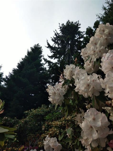 Rhododendron Park | Rhododendron park, Rhododendron, Plants