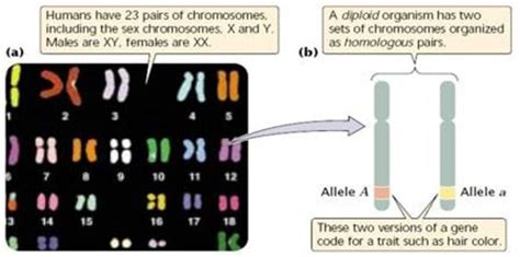 Gene vs Allele. Simplified explanation with example s. Definitely will ...