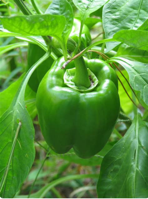 Pepper California Wonder Safari Seed Capsicum Agroduka Limited