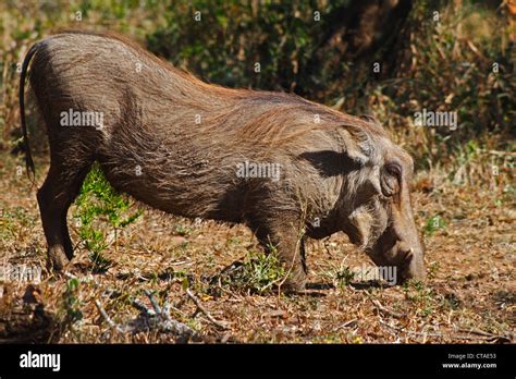 Warthog Phacochoerus Africanus Grazing In The Hluhluwe Umfolozi Game