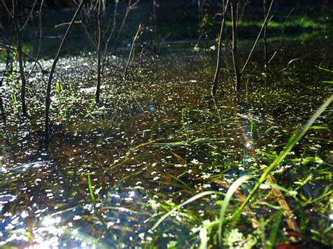 Algea On A Pond By Agitha And Neytiri F On Deviantart