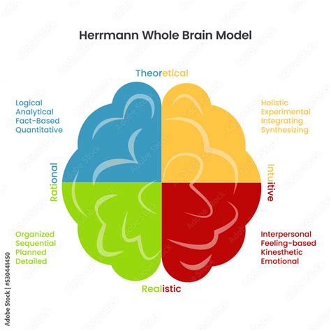 Herrmann S Whole Brain Model Infographic Vector Stock Vector Adobe Stock