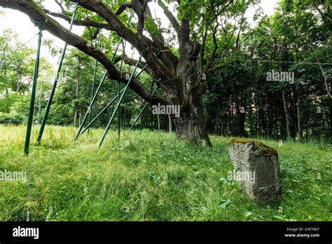 Europe Poland Swietokrzyskie The Bartek Oak One Of The Oldest Oak