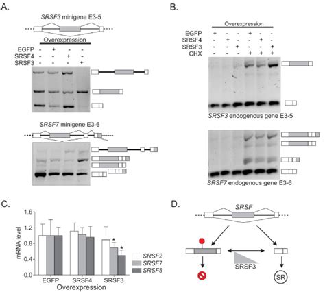 Srsf Controls The Level Of Sr Proteins Through Splicing Regulation