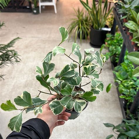 Ficus Triangularis Variegated 4 Fig Kent East Hill Nursery