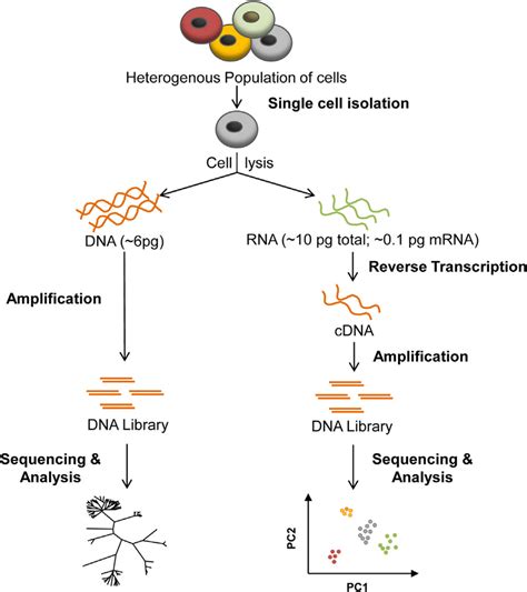 Single Cell Rna Seq Protocol