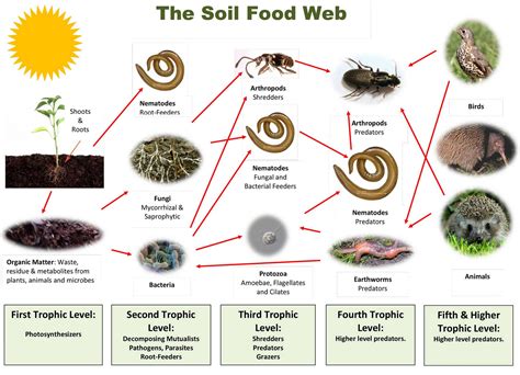 Microbes Quorum Sensing Symbiosis Agriculture