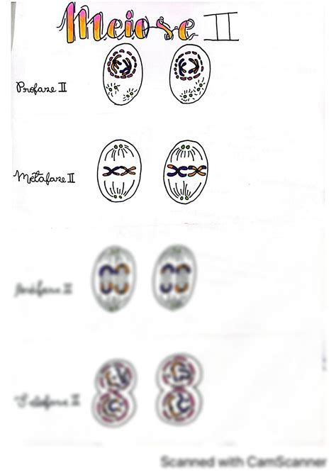 Solution Processo De Meiose E Mitose Studypool