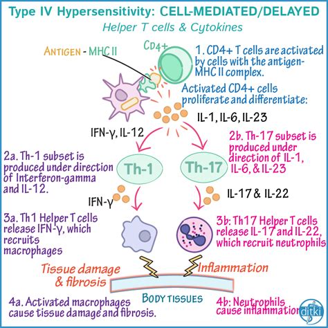 Type Iv Hypersensitivity Artofit