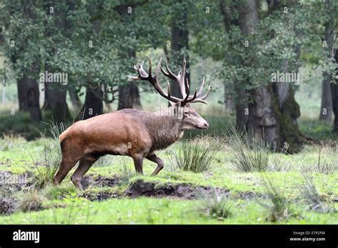 Rothirsch Geweih Cervid Cervus Elaphus Hirsch Hirsche Herbst