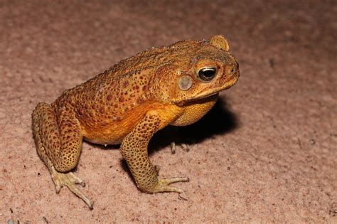 A further impact of Cane Toads in northern Australia? - The Australian ...