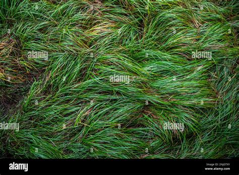 Freshwater Coastal Swamp Grass Hi Res Stock Photography And Images Alamy