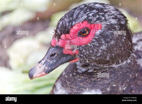 Detailed Image Of The Black Duck Face Stock Photo Alamy