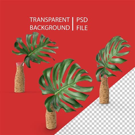 Premium PSD Monstera Leaves Png