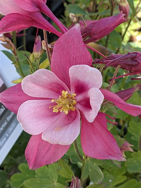 Columbine Kirigami Rose Pink New For 2024 Wilson S Garden Center