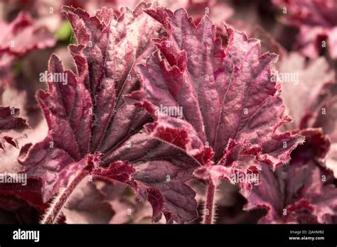 Heuchera Grande Amethyst Heuchera Leaves Stock Photo Alamy