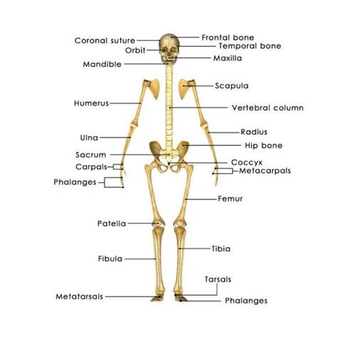 Cuántos Huesos Tiene El Cuerpo Humano Y Cuáles Son 59 Off