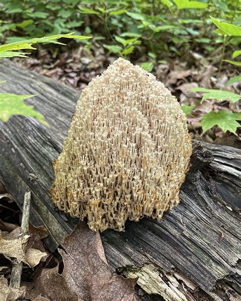 Crown Tipped Coral Fungus