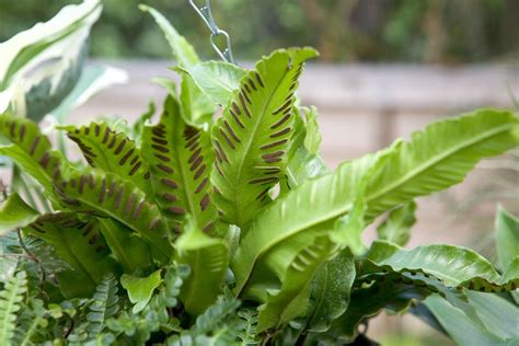 Asplenium Scolopendrium Bbc Gardeners World Magazine