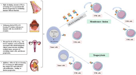 Frontiers Hla G Shla G And Hla G Bearing Extracellular Vesicles In