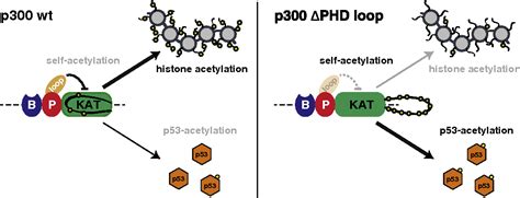 P300 Histone Acetylation