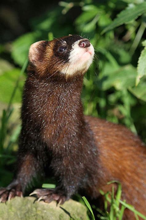 Polecat ©christopher Lloyd Polecats Mustela Putorius Mustelidae