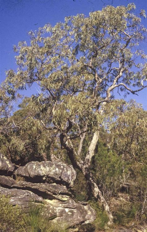 Corymbia Eximia Australian Plants Society