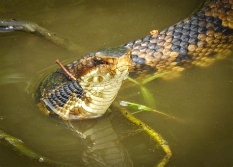 Cottonmouth snakes settle their rivalry with some swamp wrestling ...