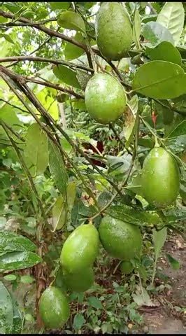 Kaji Nemu Tenga Lemon In My Kitchen Garden Please