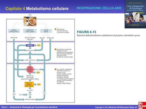 PPT Capitolo 4 Metabolismo Cellulare PowerPoint Presentation Free